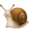1f40c.png