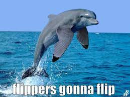 flipper.jpg