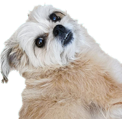 lc2_480x480.png