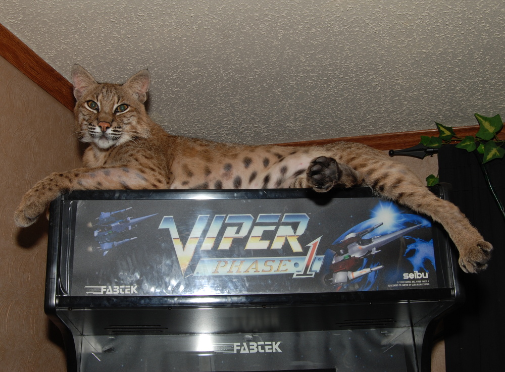 viper.jpg