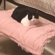 FBYSkitty